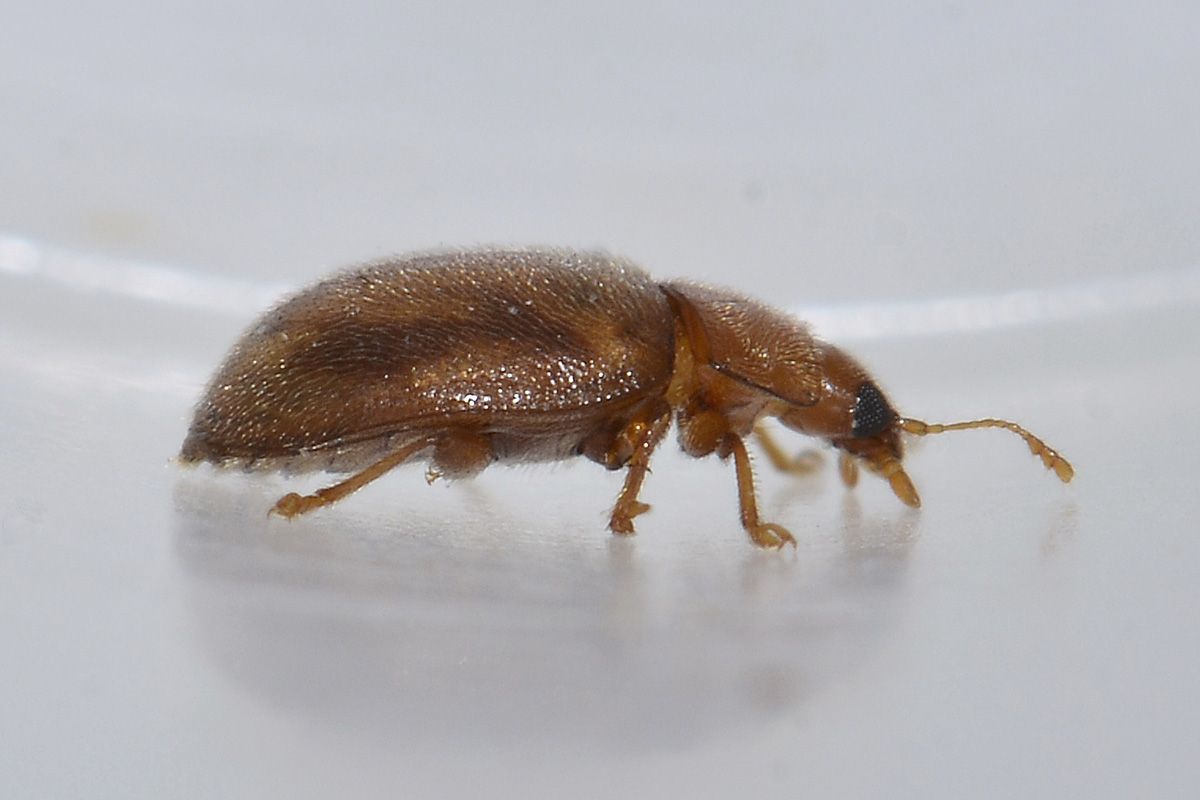 Rhyzobius sp., Coccinellidae